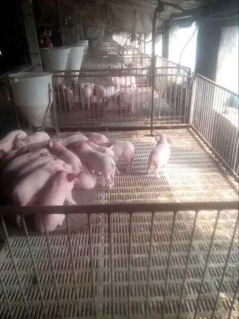 山东高产母猪货源充足，品种纯，产仔率高，好饲养，全国发货