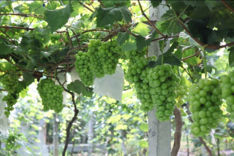 贝达夏黑嫁接阳光玫瑰葡萄树苗一年苗基地销售保质保纯度
