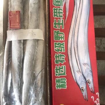 刀鱼食用冻鱼
