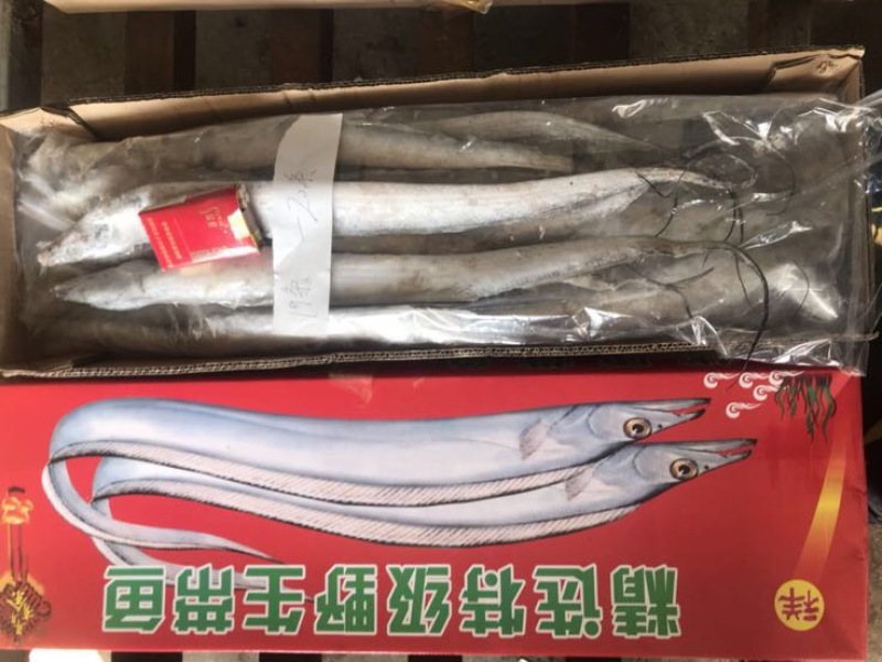 刀鱼食用冻鱼
