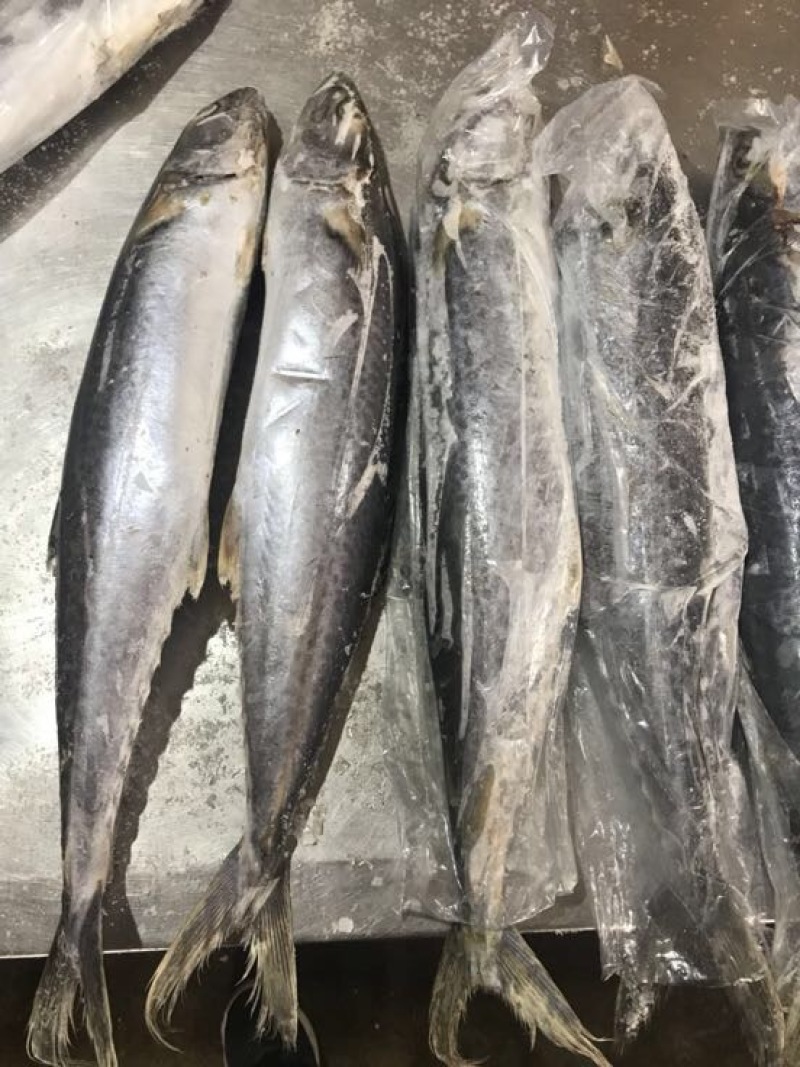 刀鱼食用冻鱼