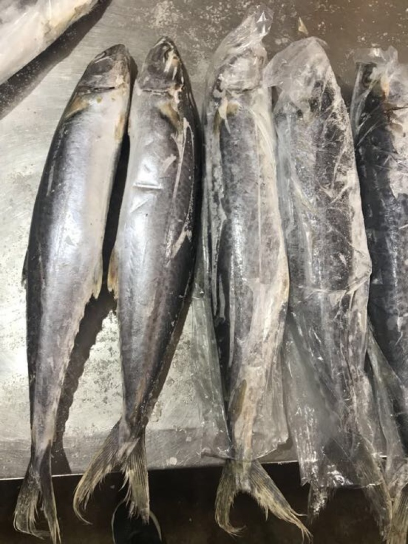 刀鱼食用冻鱼