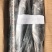 刀鱼食用冻鱼