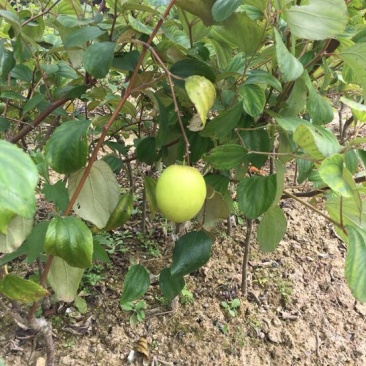 正品嫁接台湾大青枣苗蜜丝枣苗