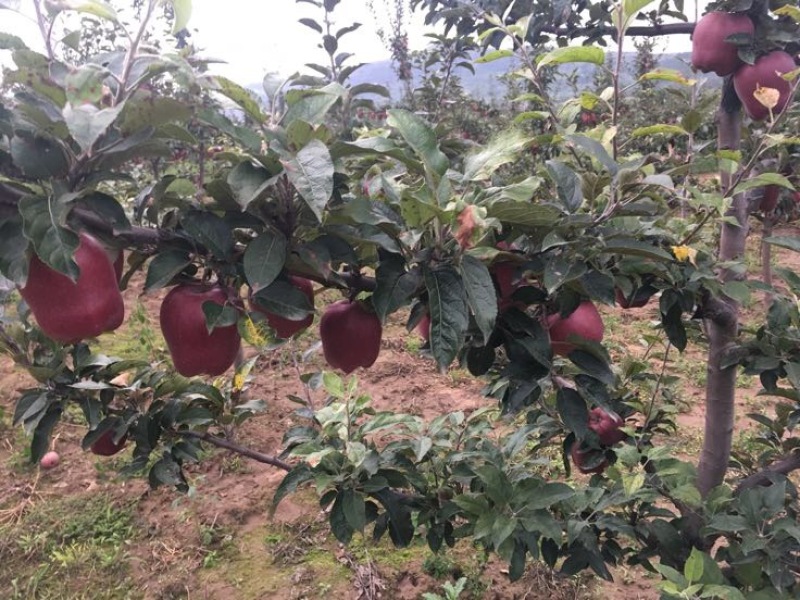 正宗天水花牛苹果树苗天水联合苗木出产