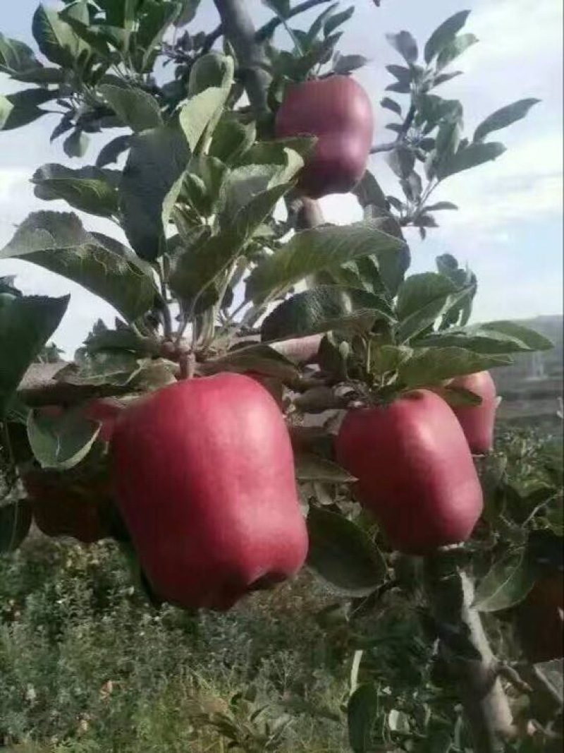 苹果树苗蛇果树苗花牛苹果树
