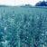 苹果树苗蛇果树苗花牛苹果树