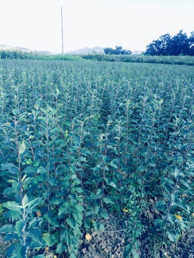 苹果树苗蛇果树苗花牛苹果树