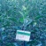 苹果树苗蛇果树苗花牛苹果树