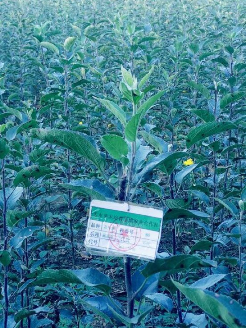 苹果树苗蛇果树苗花牛苹果树