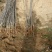 苹果树苗蛇果树苗花牛苹果树