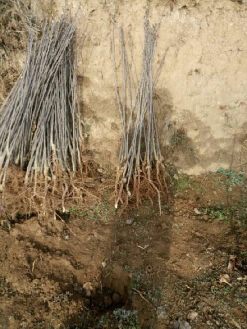苹果树苗蛇果树苗花牛苹果树