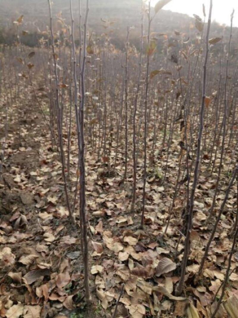 苹果树苗蛇果树苗花牛苹果树
