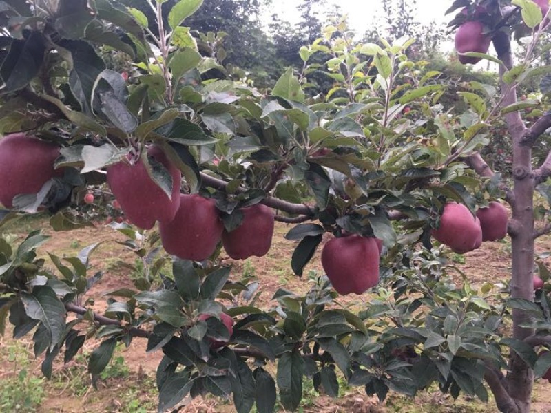 花牛蛇果苹果树苗