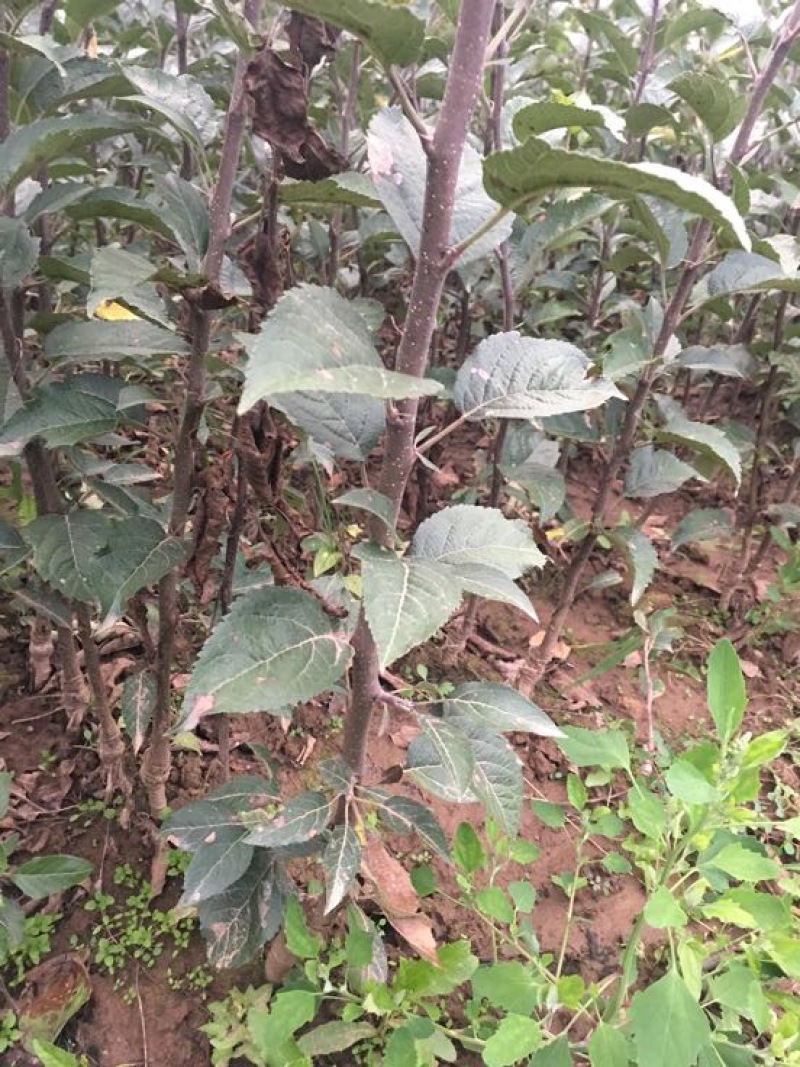 花牛蛇果苹果树苗