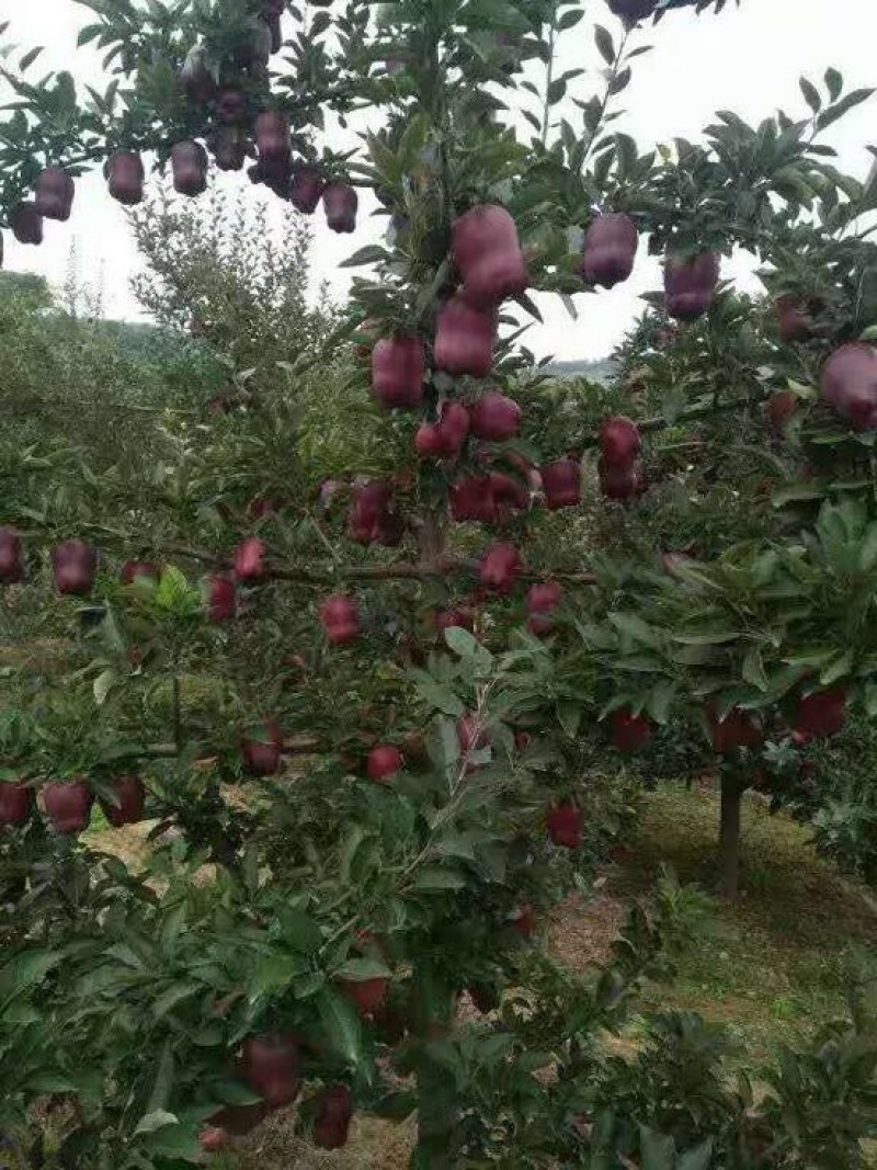 花牛蛇果苹果树苗