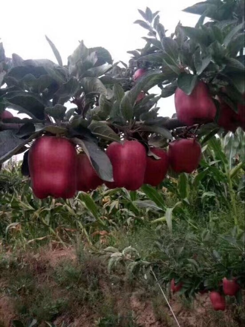 花牛蛇果苹果树苗