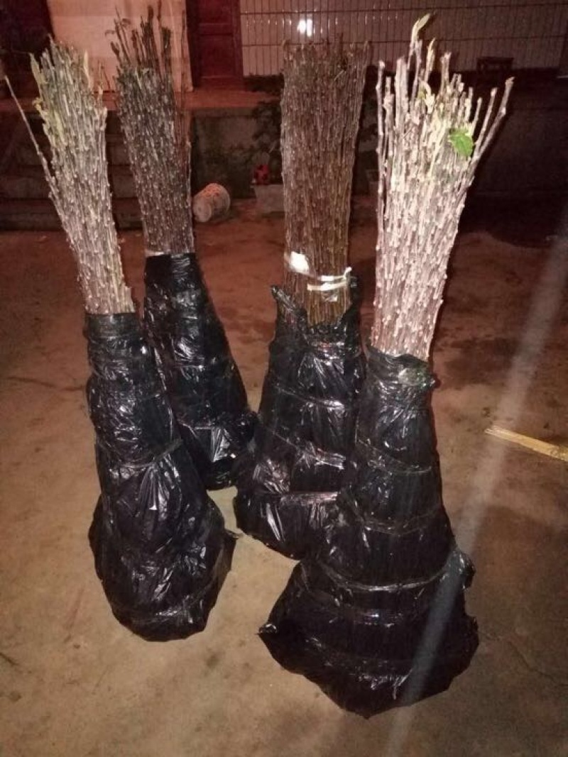 花牛蛇果苹果树苗