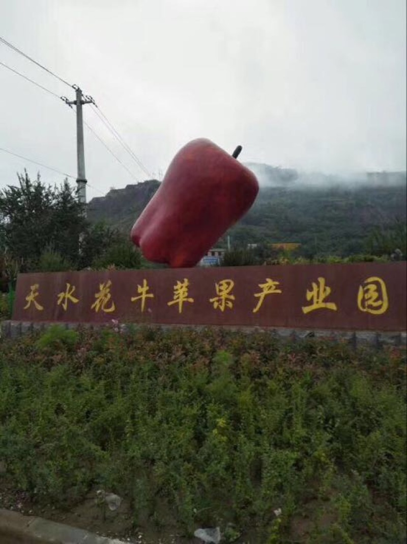 花牛蛇果苹果树苗