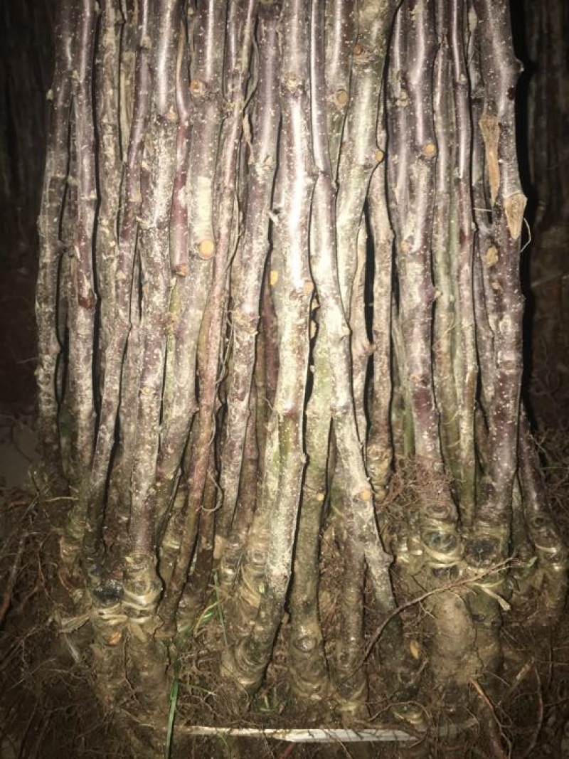 花牛蛇果苹果树苗
