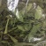 灯盏细辛
