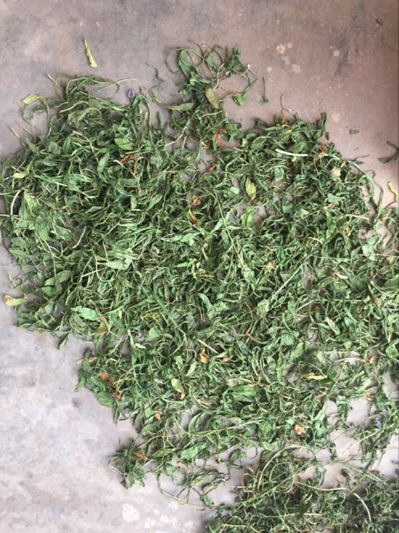 灯盏细辛