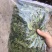 灯盏细辛