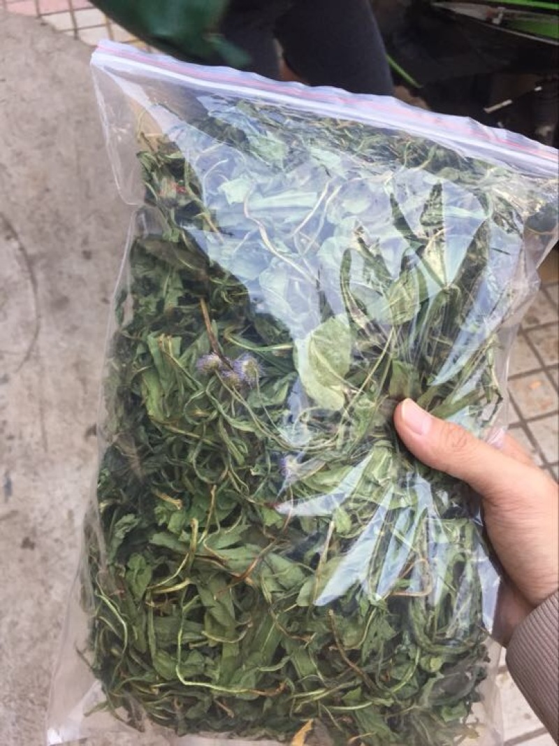 灯盏细辛