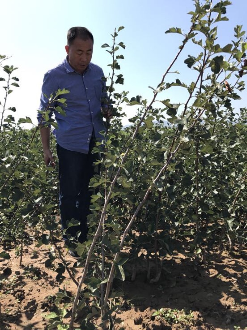 山西大果山楂树苗3公分至2O公分粗，产品质量保证