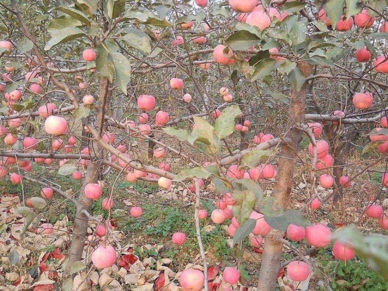 红富士苹果树苗70~80cm