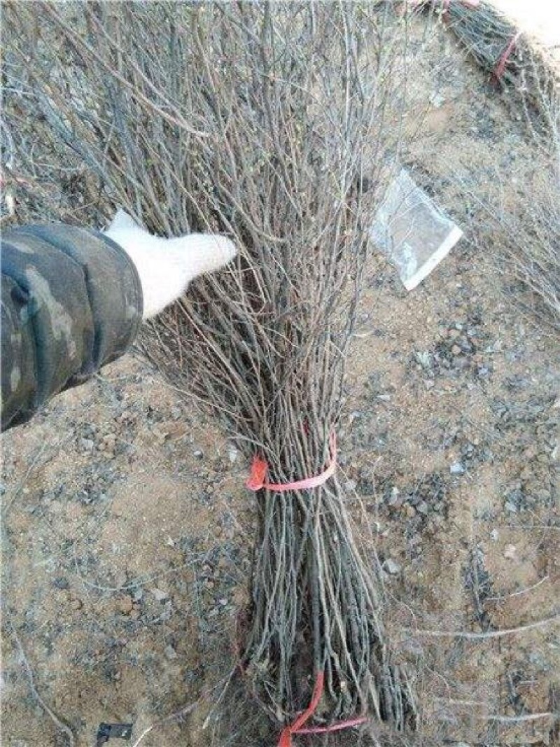 钙果苗30cm以上当年可以挂果补钙的高钙水果苗