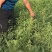 钙果苗30cm以上当年可以挂果补钙的高钙水果苗
