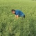 钙果苗30cm以上当年可以挂果补钙的高钙水果苗