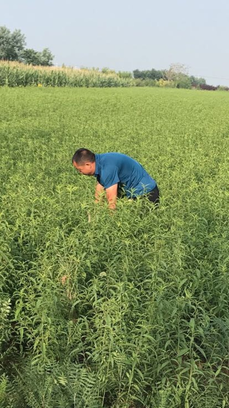 钙果苗30cm以上当年可以挂果补钙的高钙水果苗
