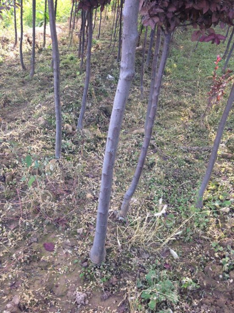 占地带土球红叶李苗圃批发市场