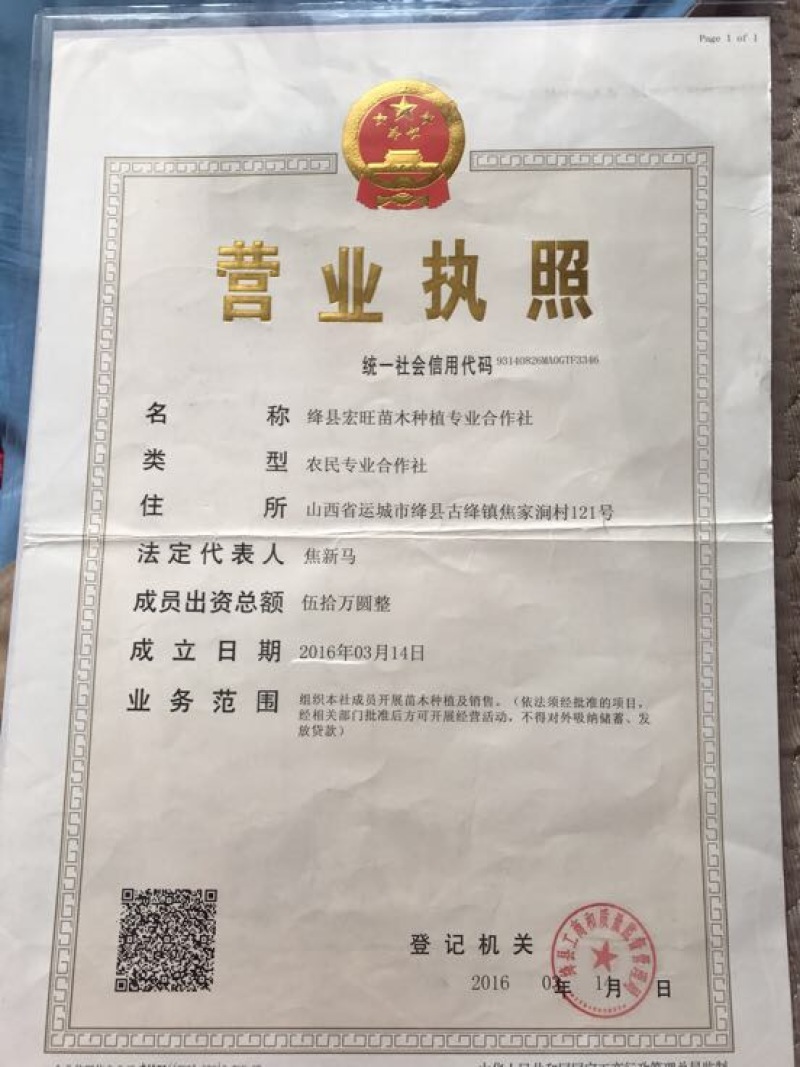 占地带土球红叶李苗圃批发市场