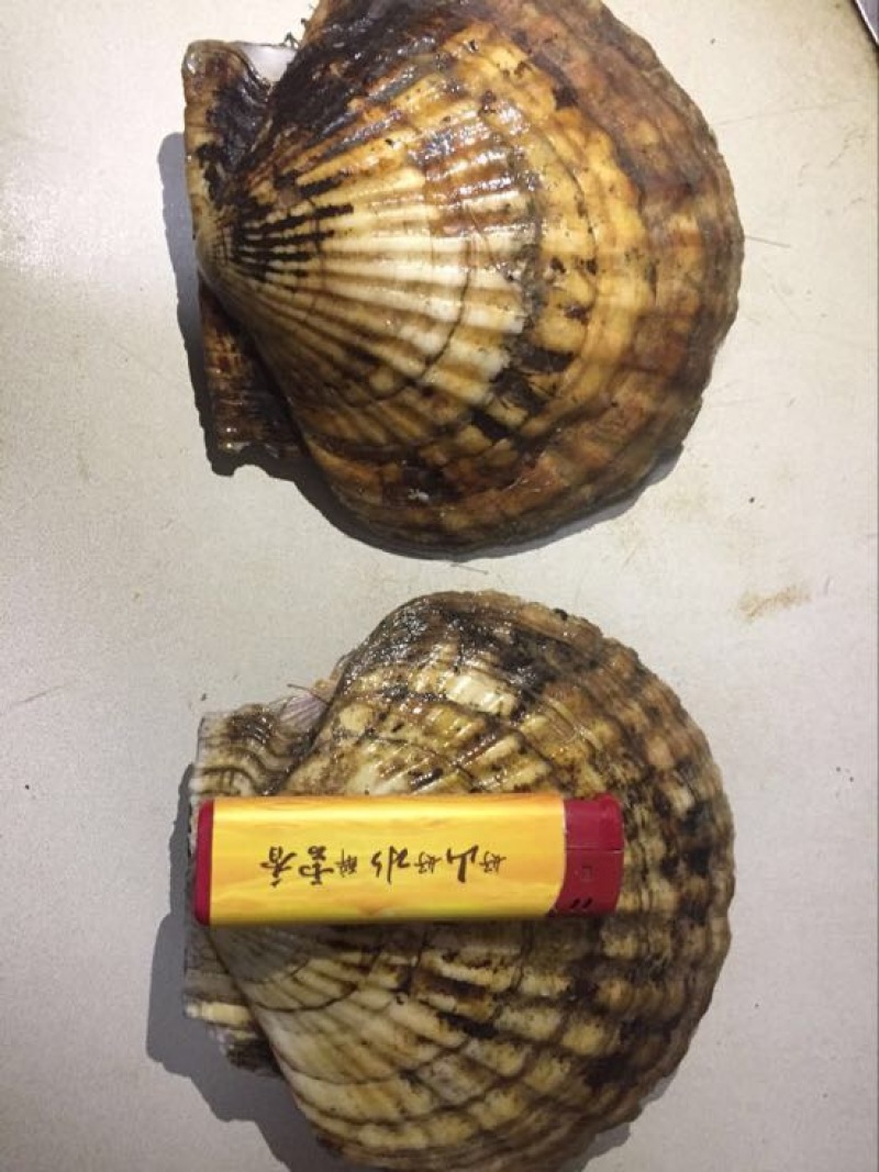 扇贝夏夷贝扇贝货源直供