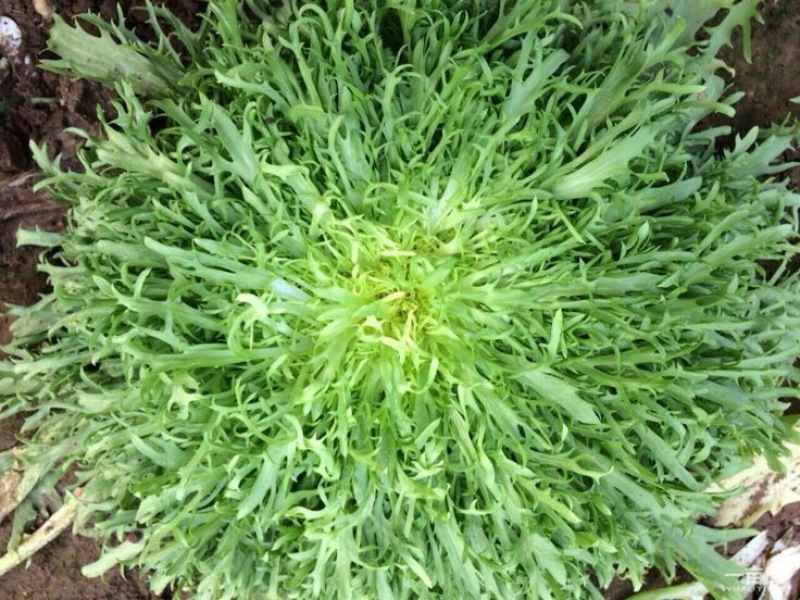 苦菊20~25cm！！！