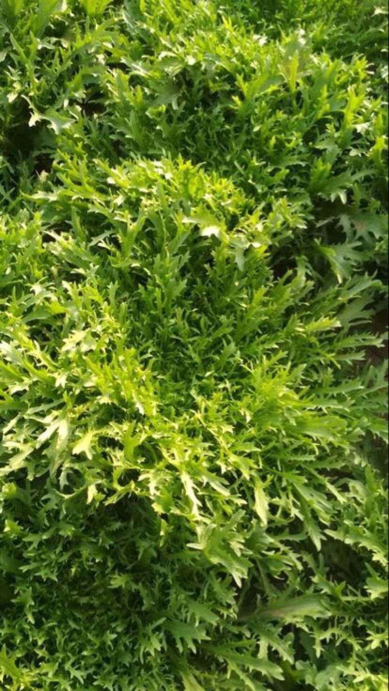 苦菊20~25cm！！！