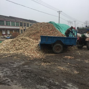 平菇菌种原种