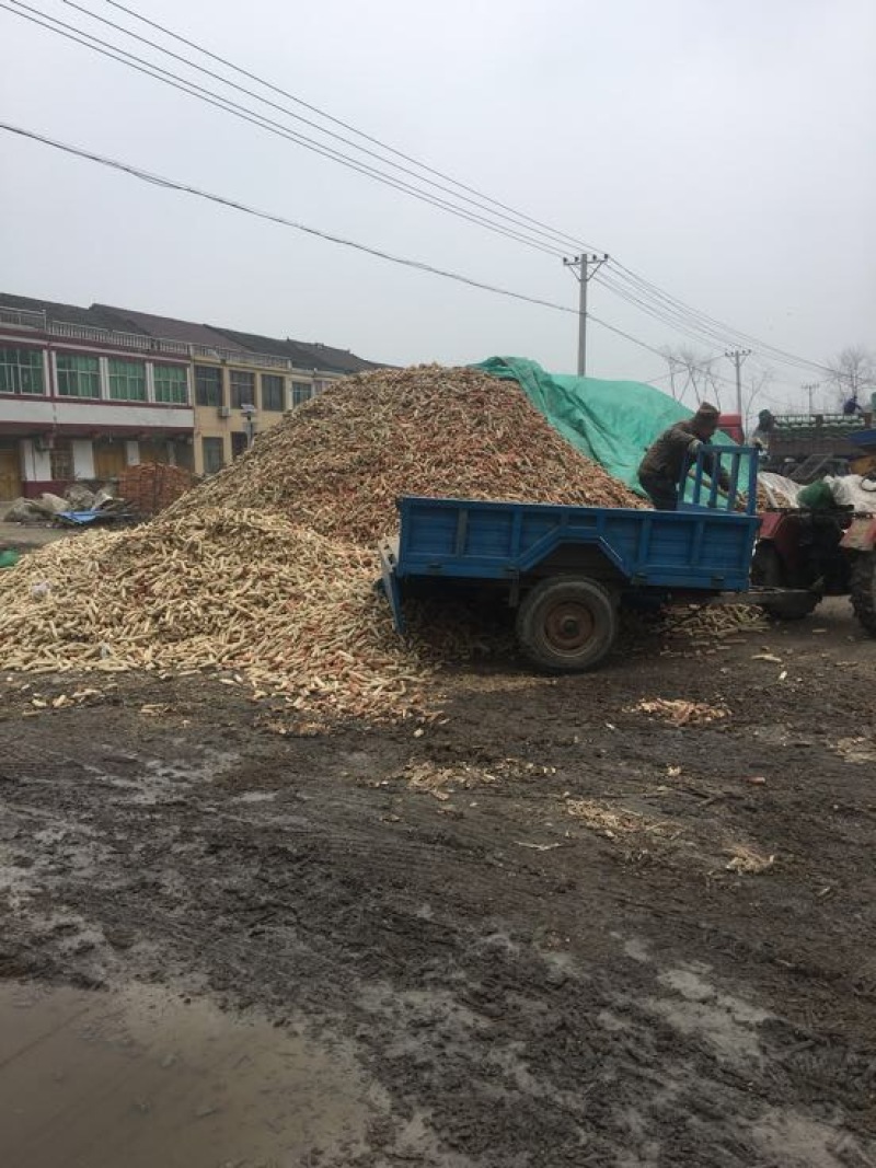 平菇菌种原种