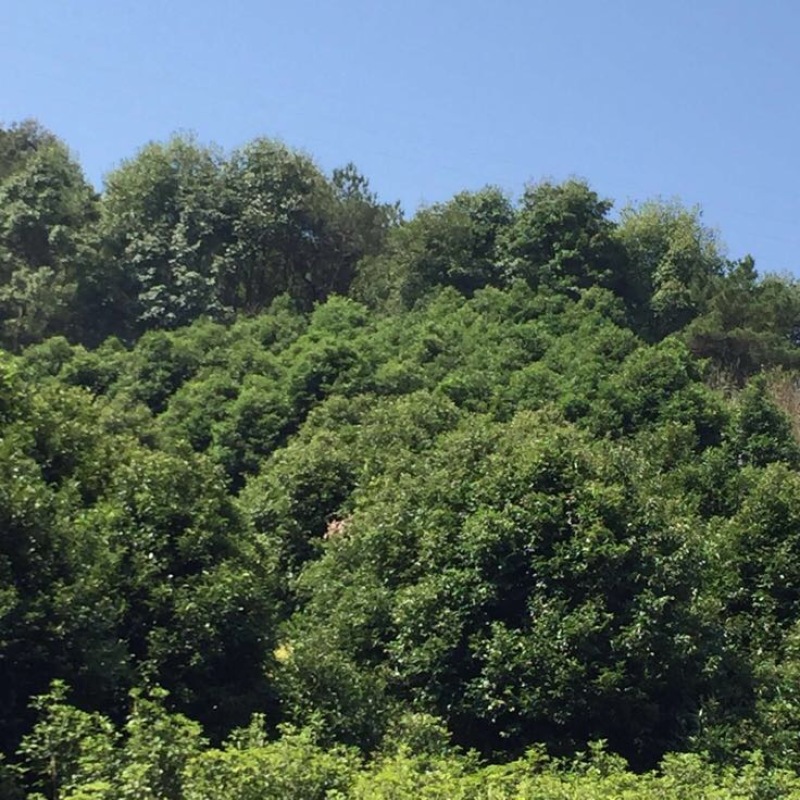 天竺桂米径4分低价出售