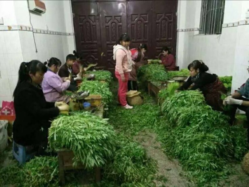 芦篙