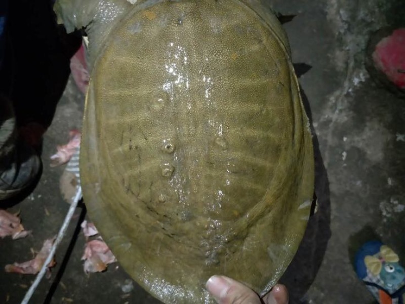 甲鱼苗鱼苗