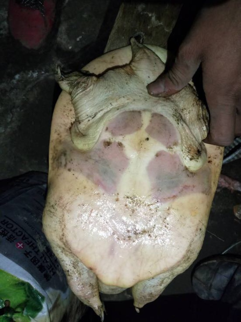 甲鱼苗鱼苗