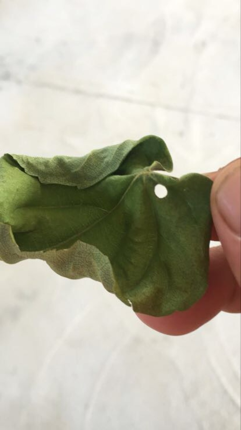 豆腐树苗80~100cm