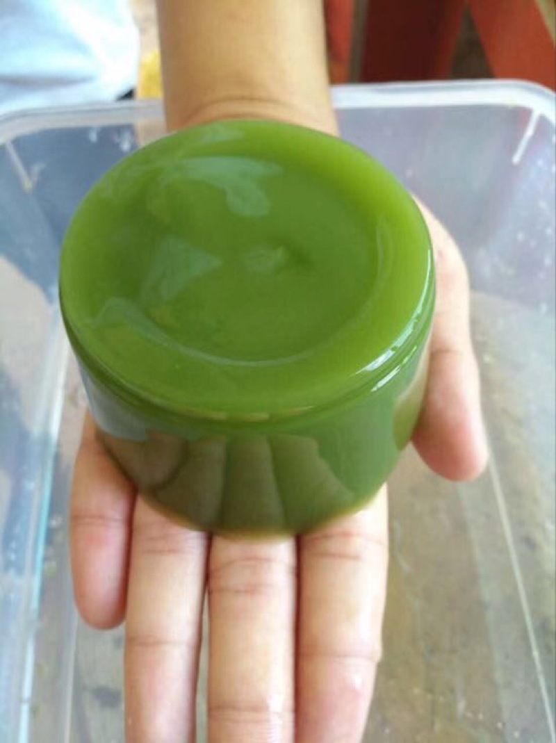 豆腐树苗80~100cm