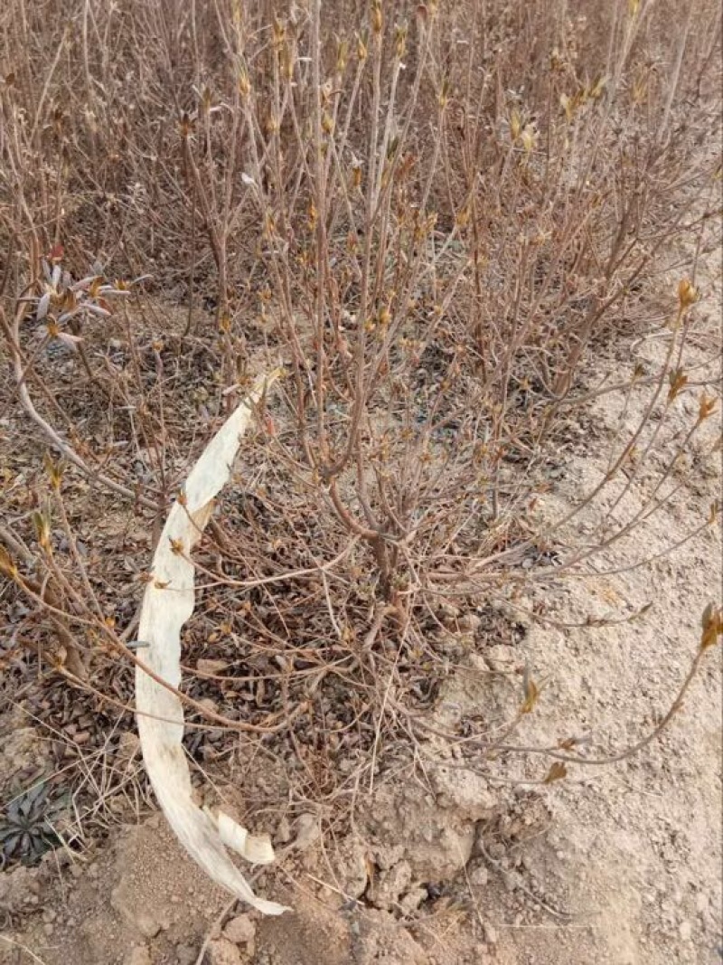 杜鹃苗60~70cm