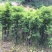 杜鹃苗80cm以上