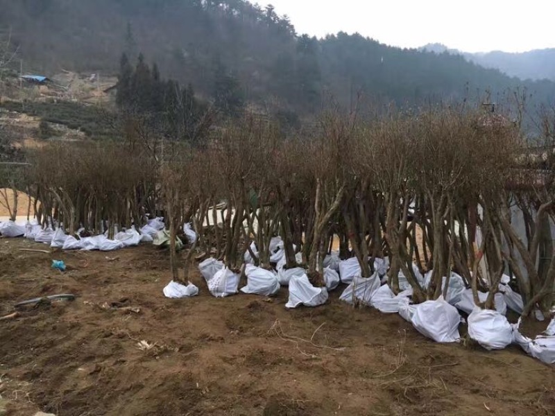 杜鹃苗80cm以上